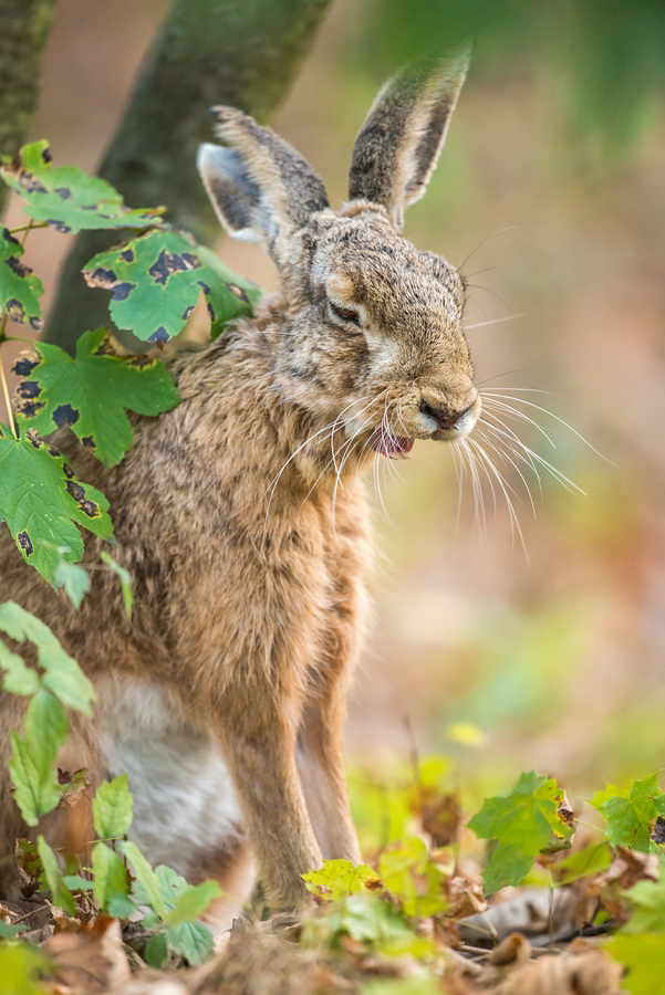 "...Herbst- Hase..."