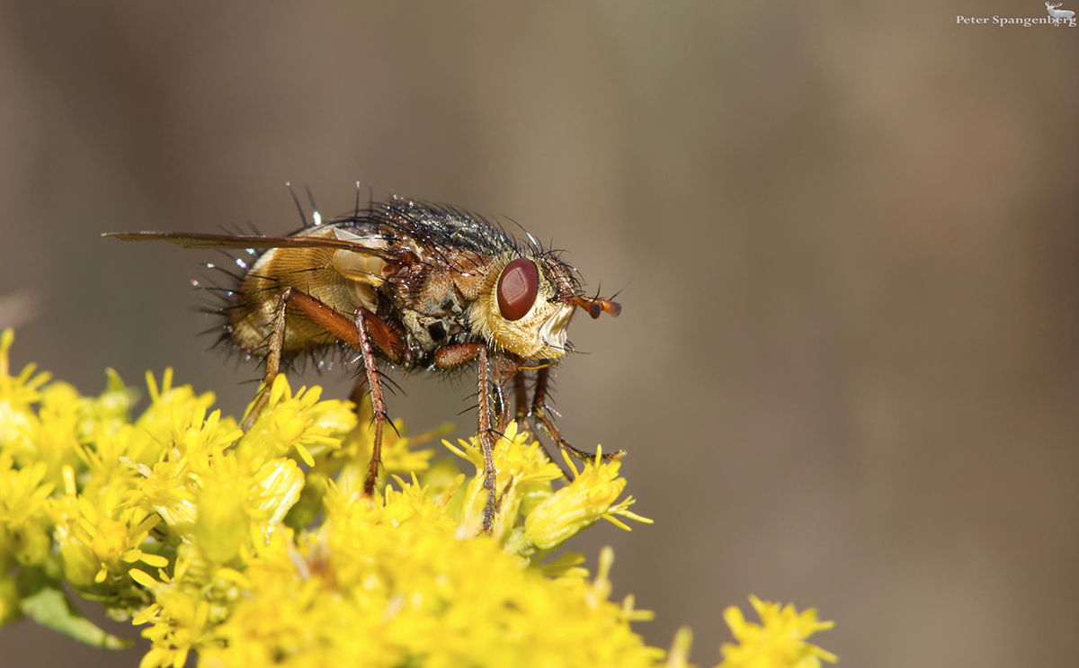 Igelfliege (Tachina fera)