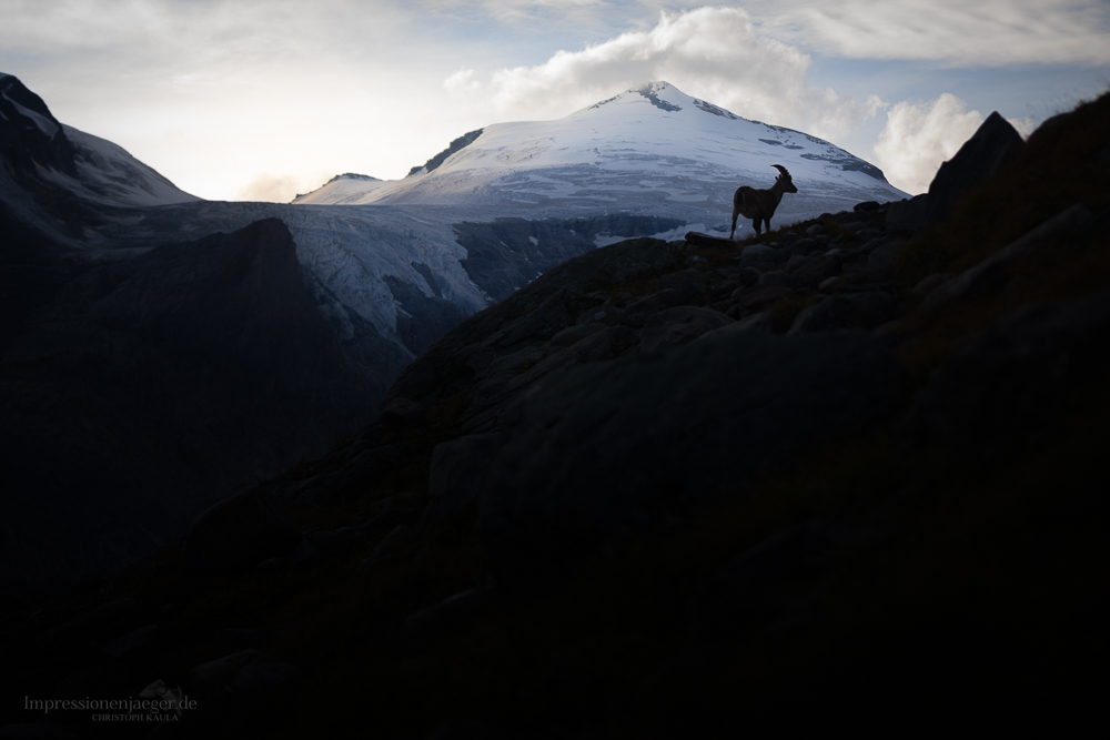 König der Alpen