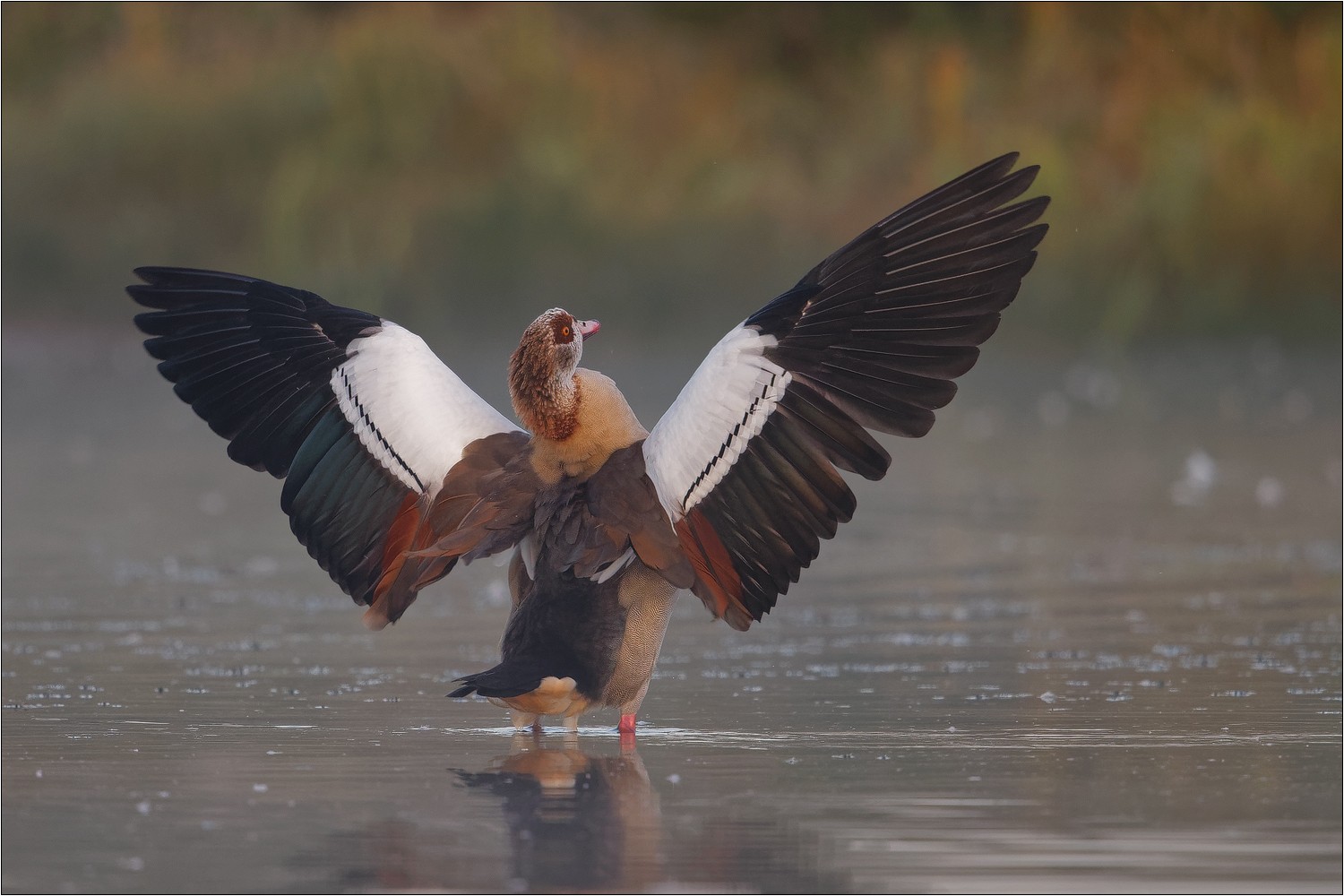 Nilgans..