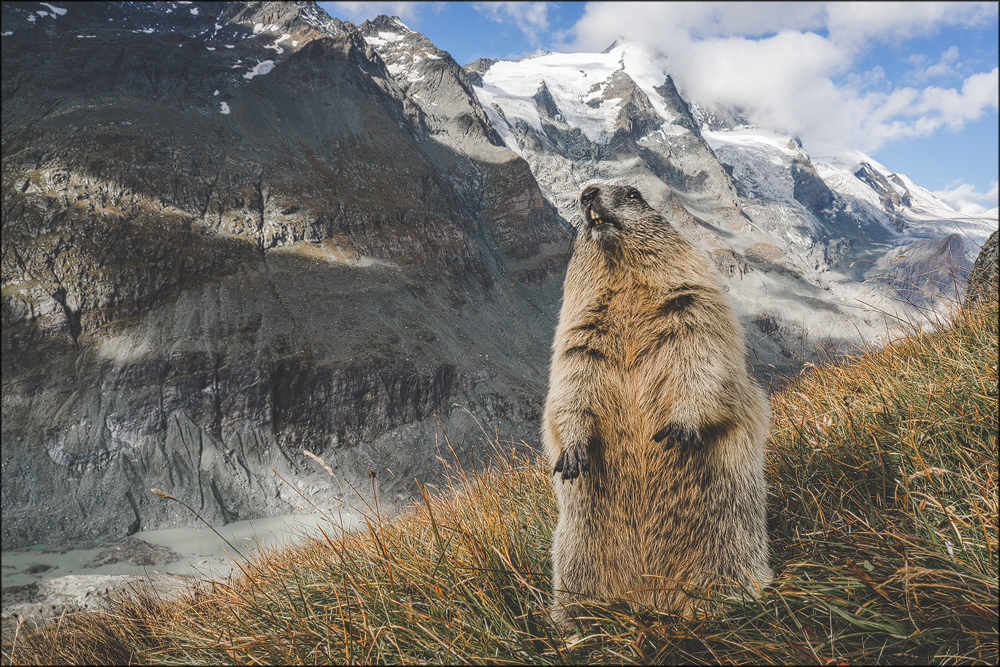 Murmeltier mit Großglockner