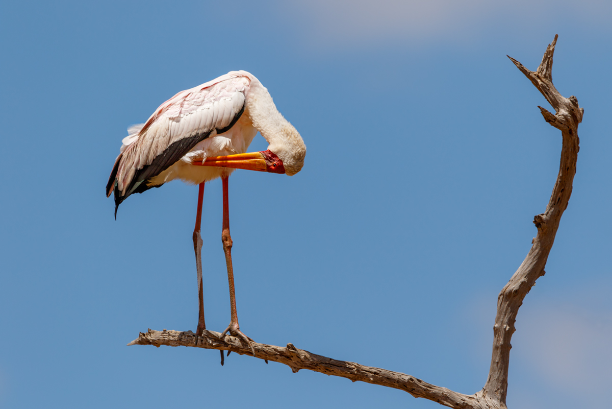 Mycteria Ibis