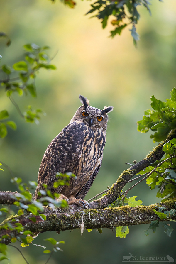 Durchdringender Blick