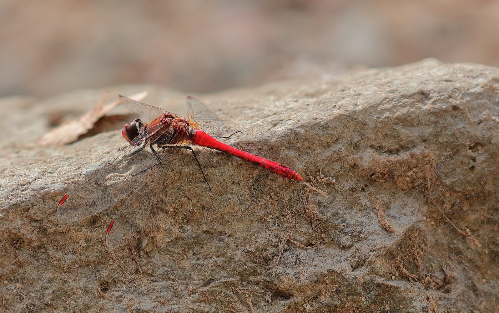 Blutrote Heidelibelle