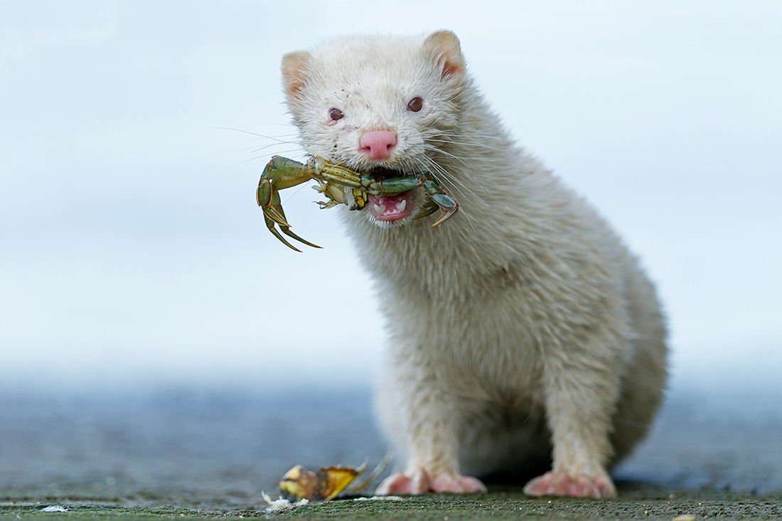 Mink-Albino mit Strandkrabbe