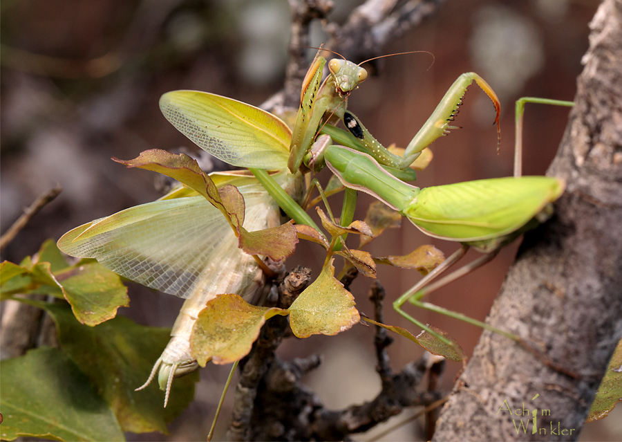 Mantis vs Mantis