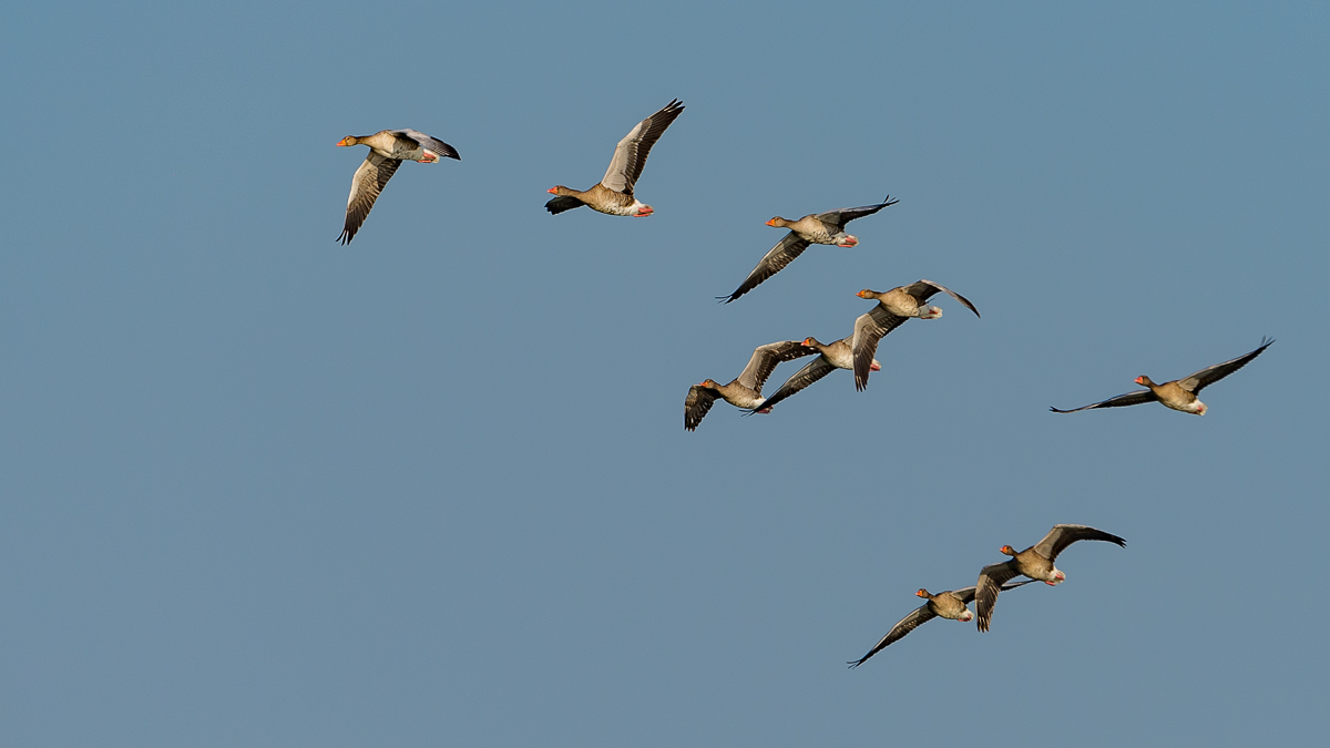 im Formationsflug gen Süden