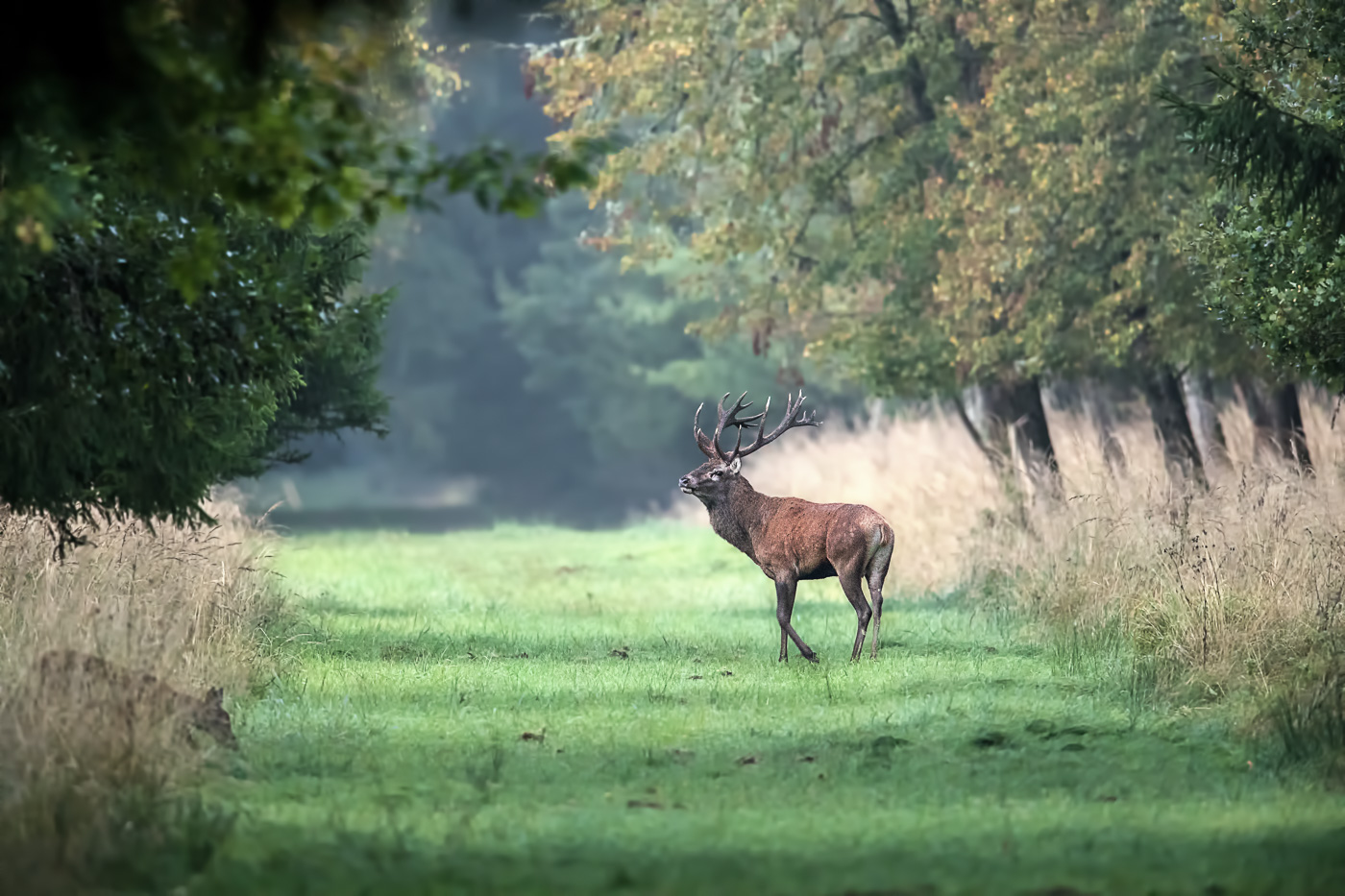 Rothirsch (Cervus elaphus) - Brunft