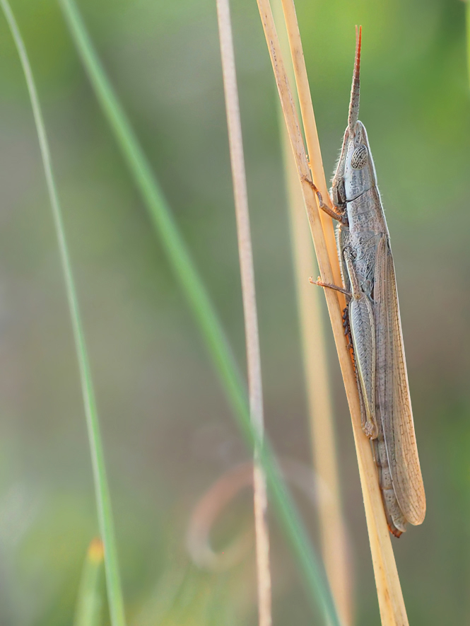 Nasenschrecke  (Brachycrotaphus tryxalicerus)