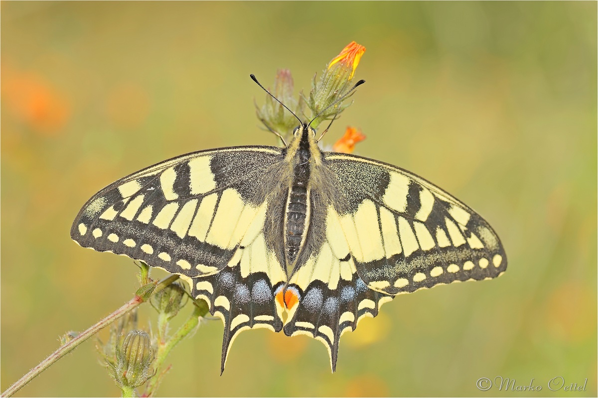 Schwalbenschwanz (Papilio machaon)