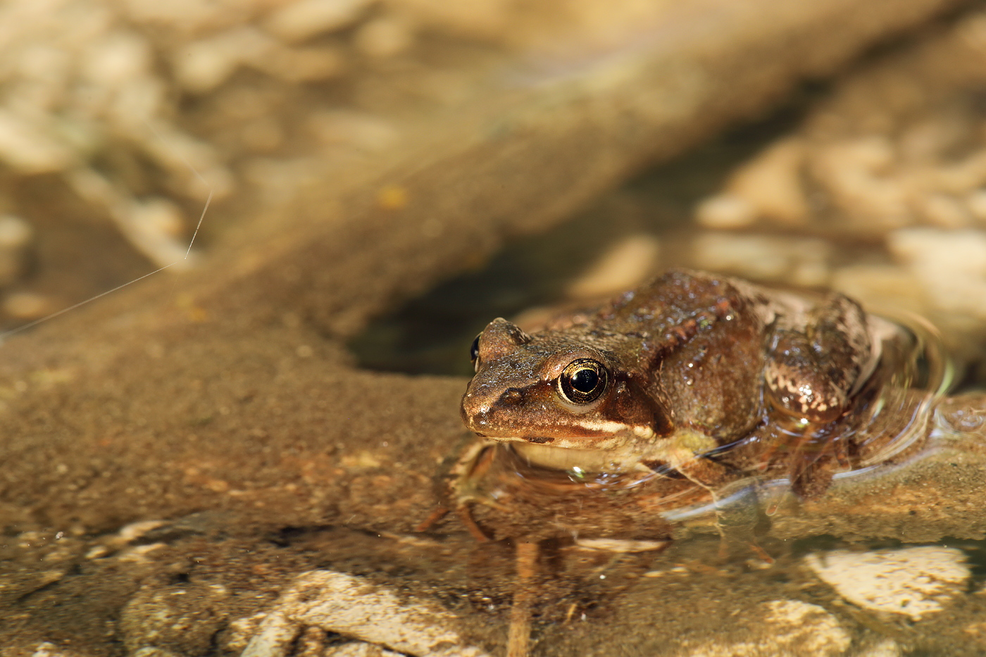 Grasfrosch