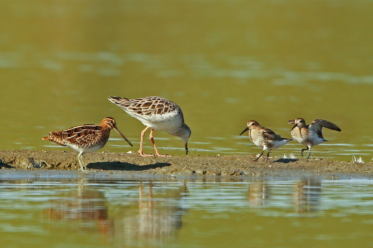 Limikolen auf der Sandbank