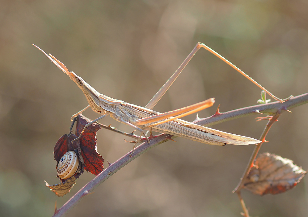 Nasenschrecke (Acrida ungarica) 