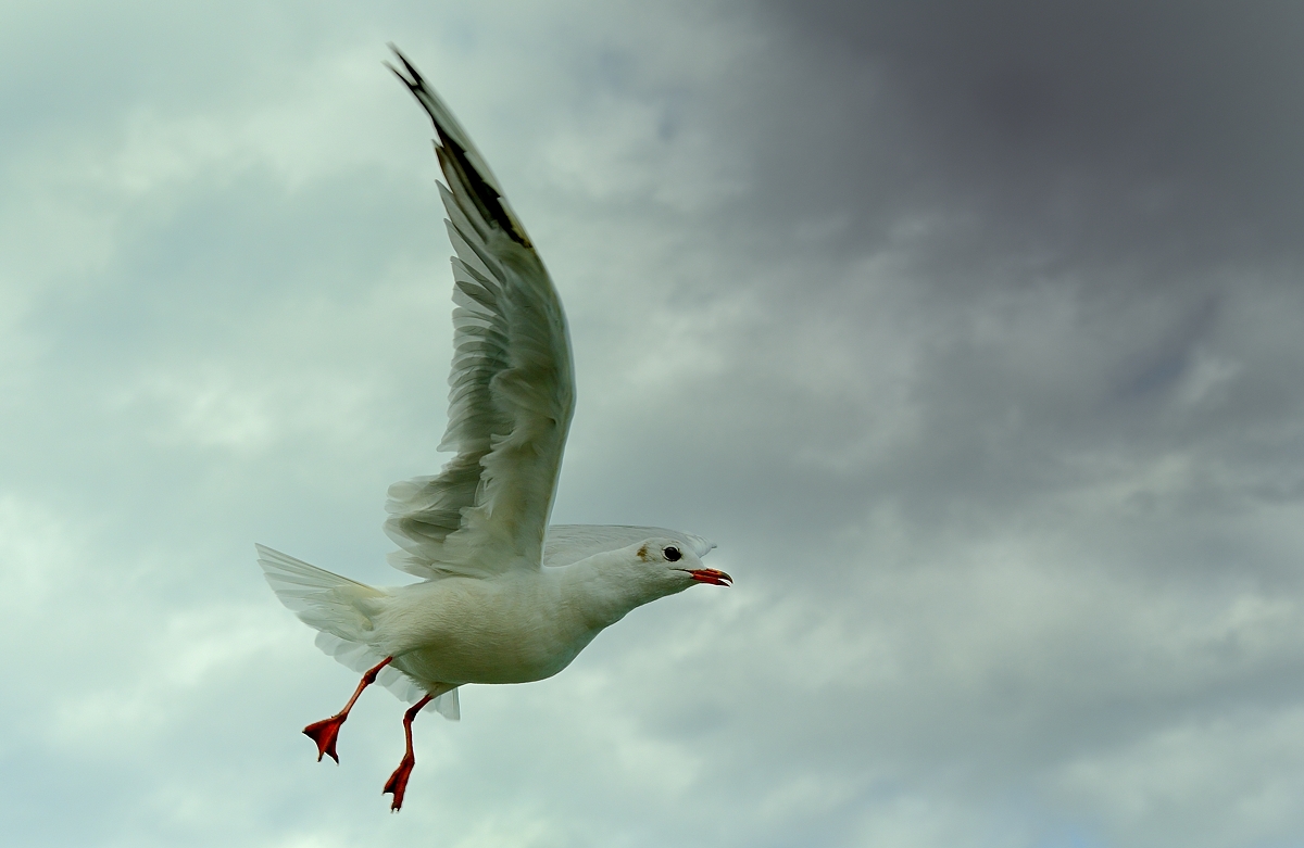 Bodensee Möwe