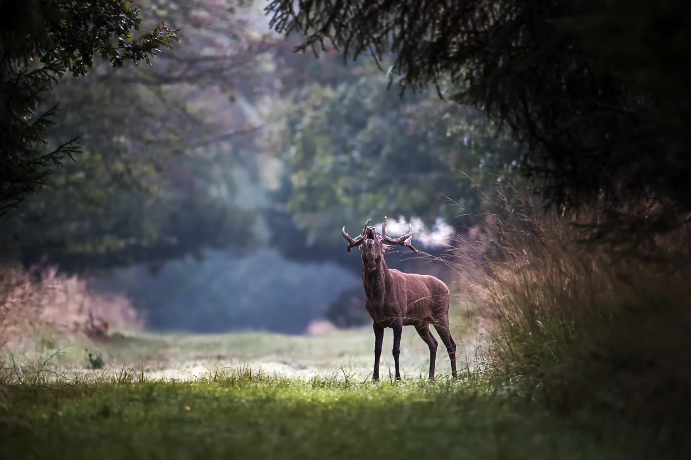 Rothirsch (Cervus elaphus)- vor Sonnenaufgang