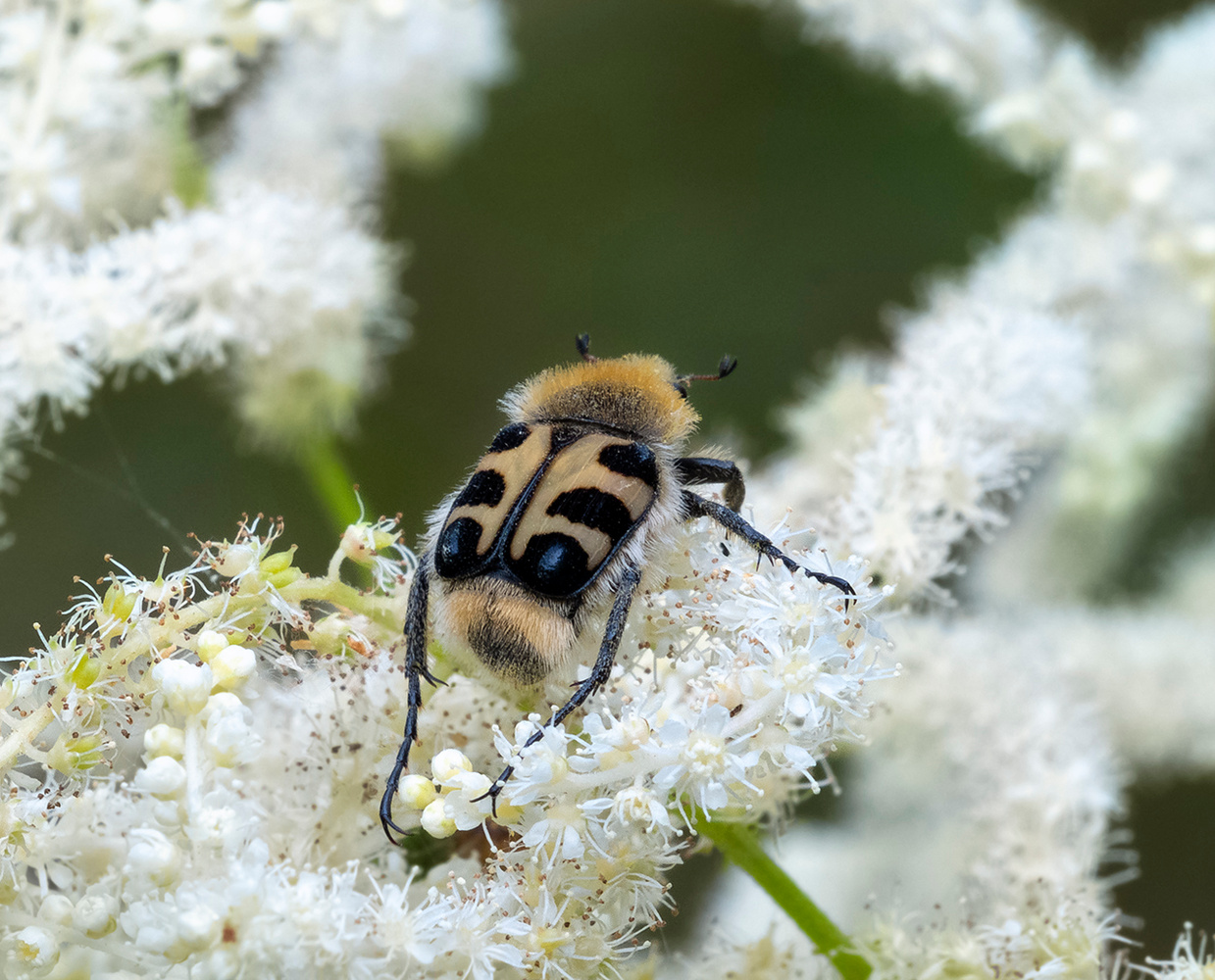 Hummel mit Rucksack