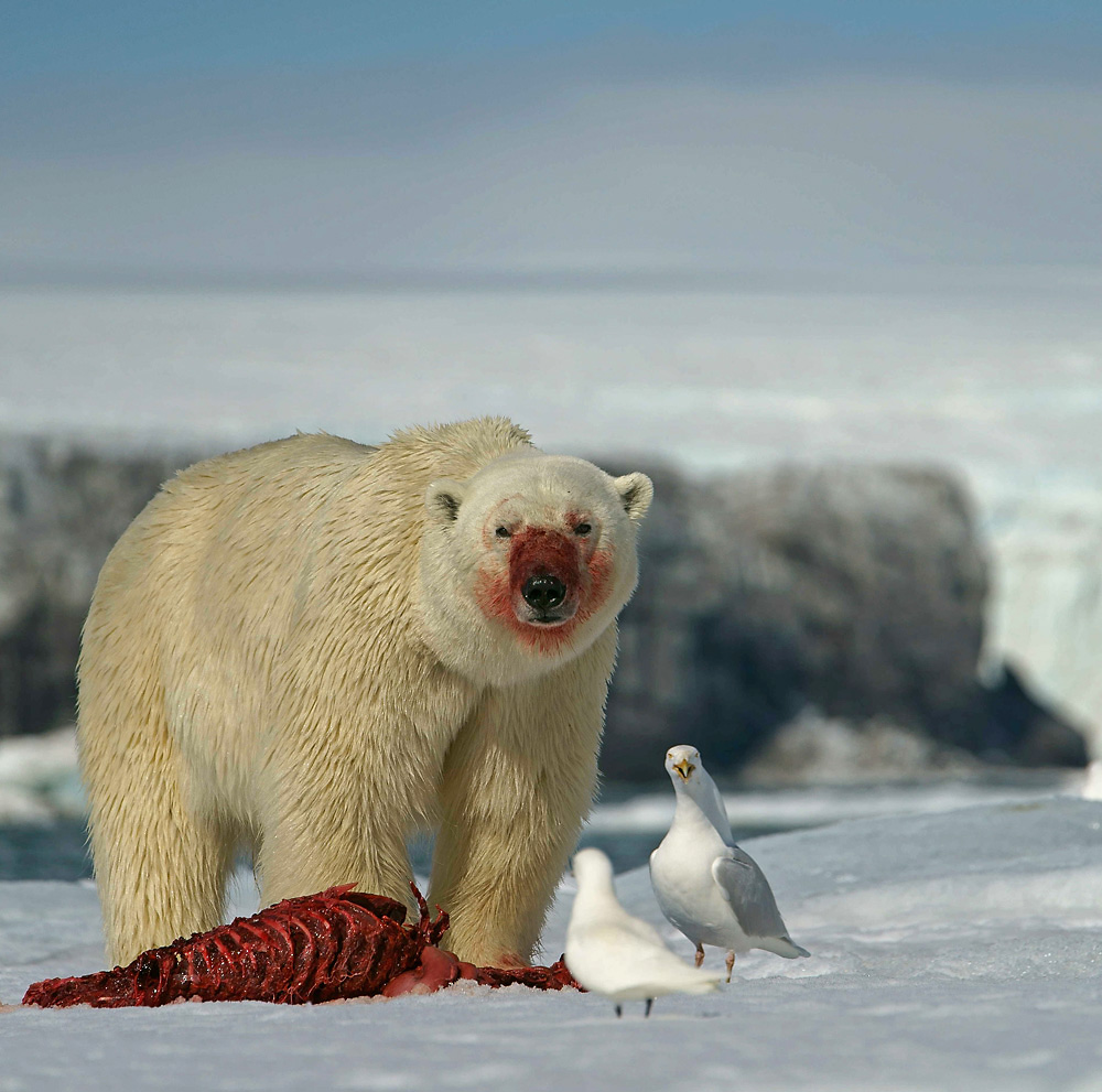 Eisbär