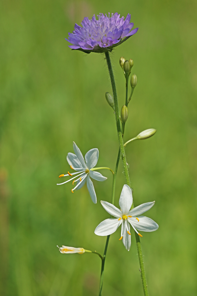 Blüten im Taubertal...