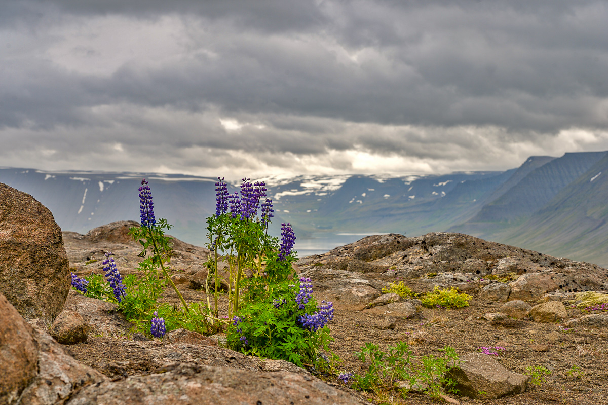 Lupinen