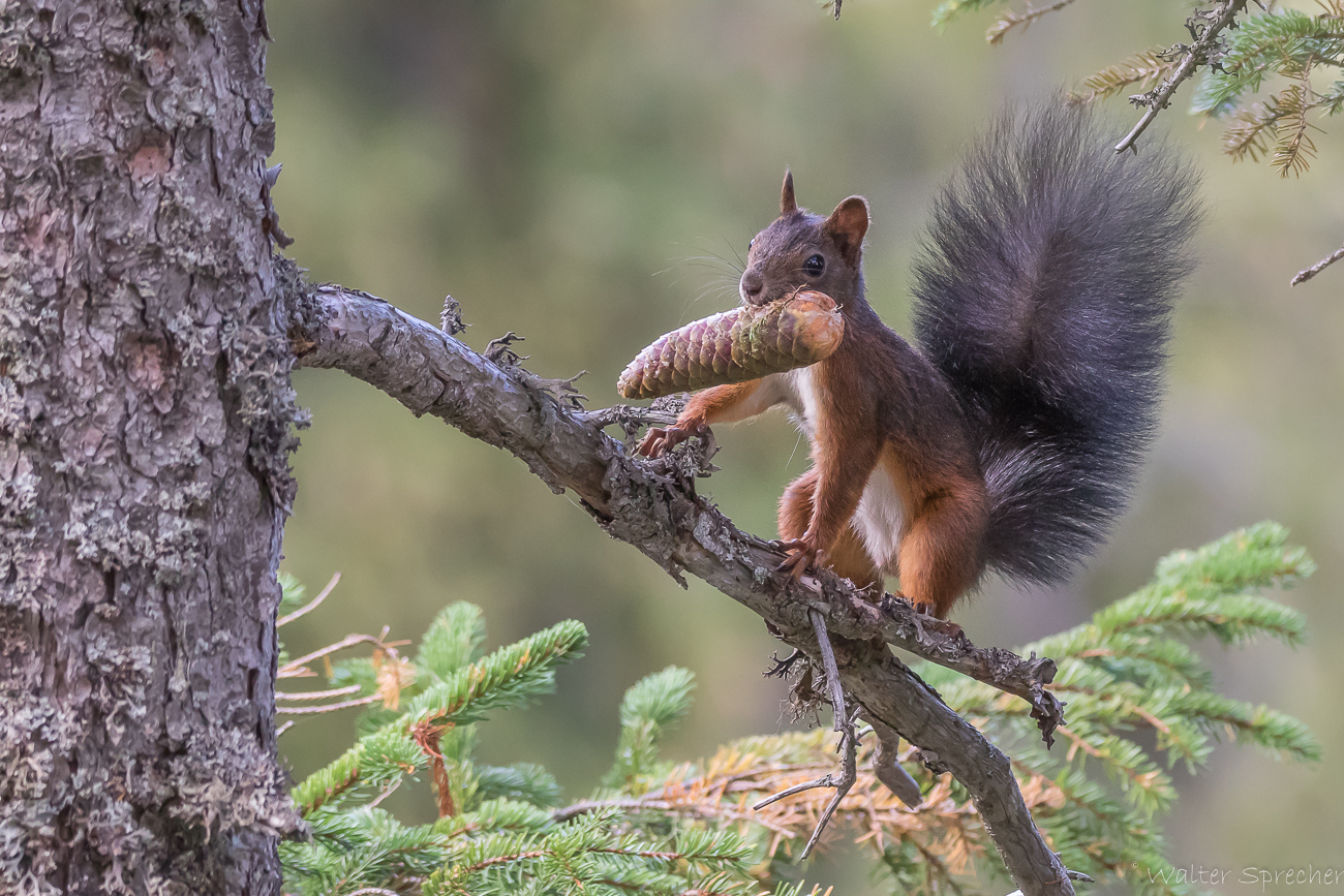 Eichhörnchen