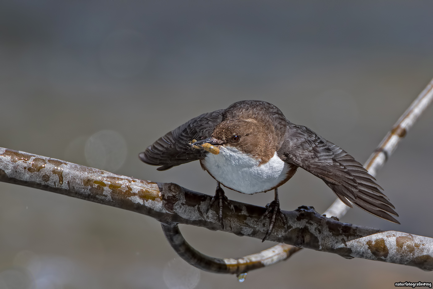 Wasseramsel in Aktion