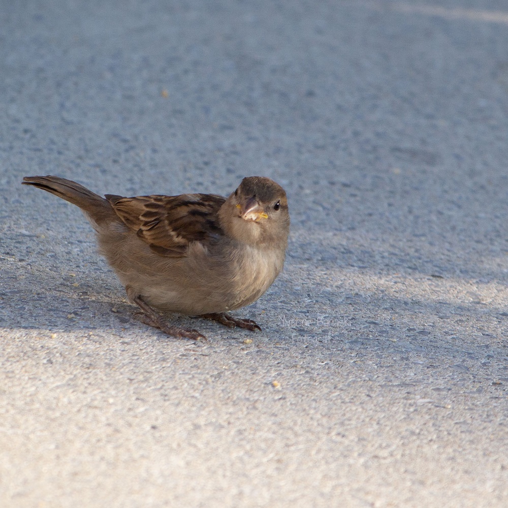 Ein Spatz