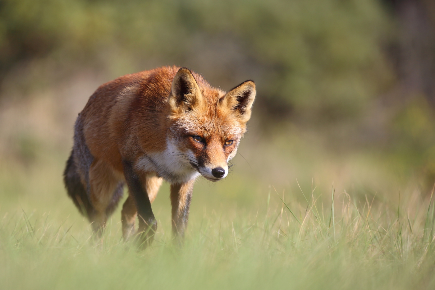 Fuchs auf der Pirsch