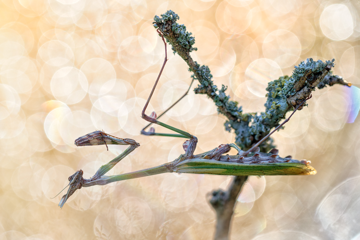 Empusa pennata