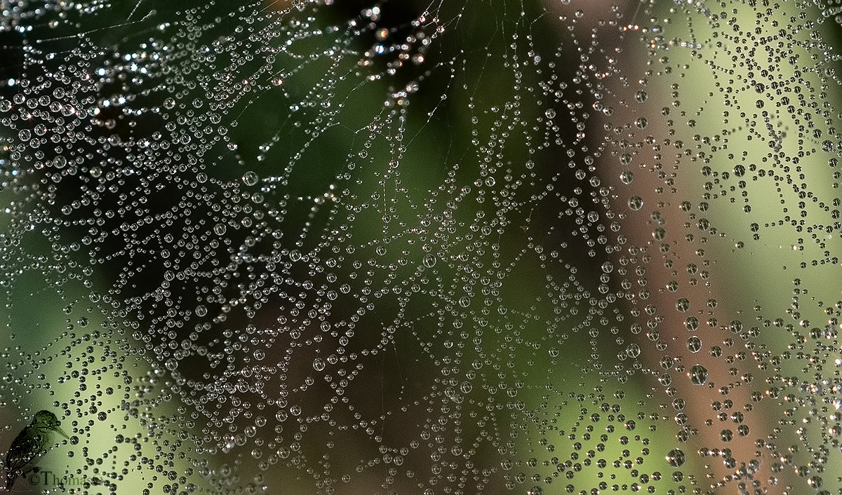 Spinnennetz am Morgen