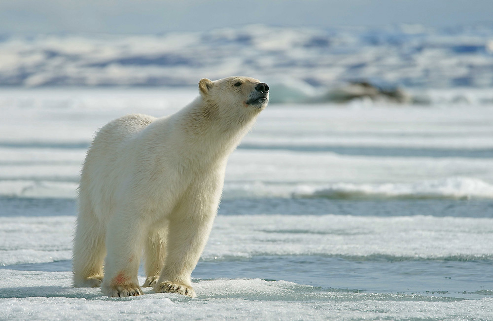 Eisbär Jungtier