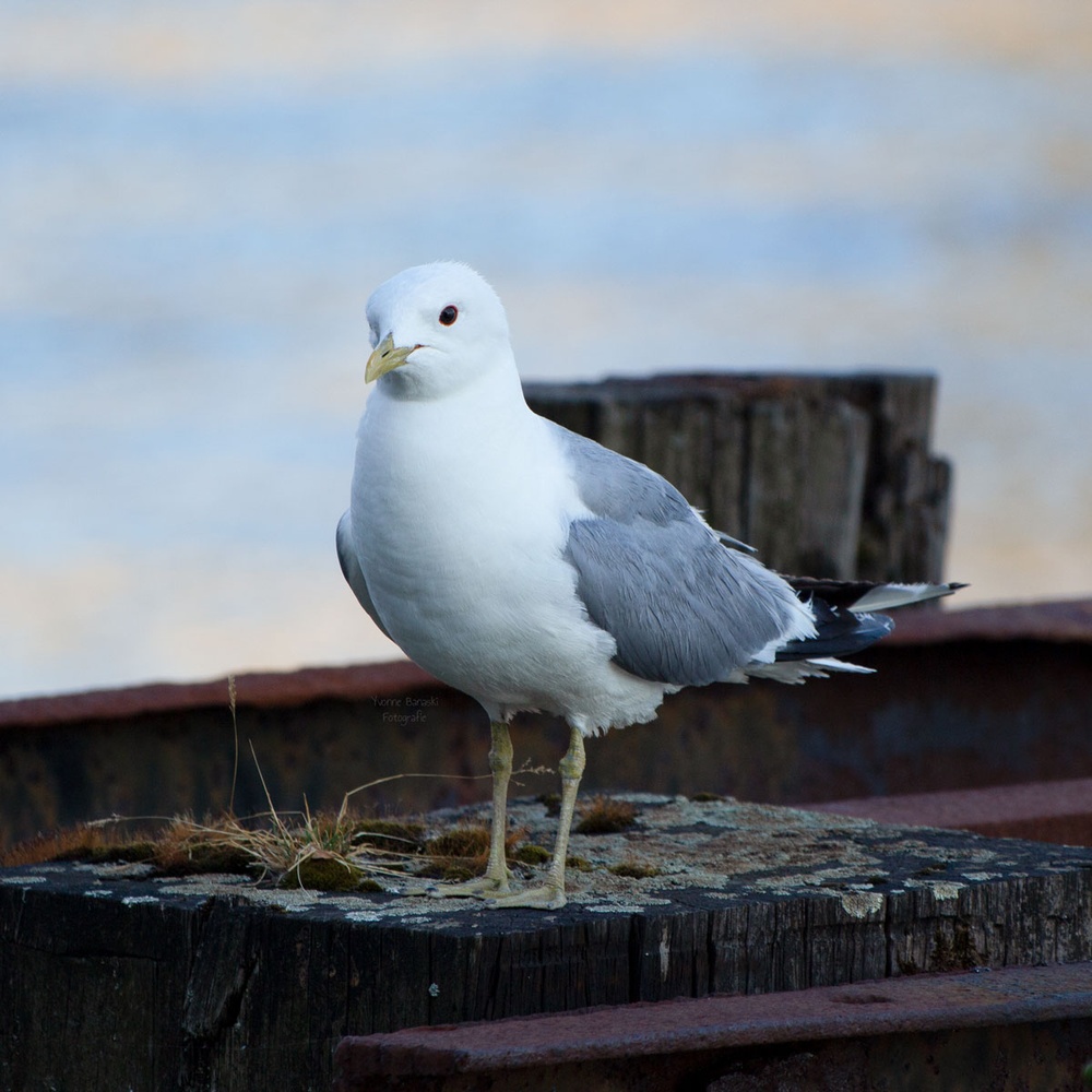 Eine Möwe