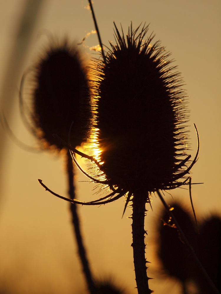 Wilde Karde (Dipsacus fullonum)