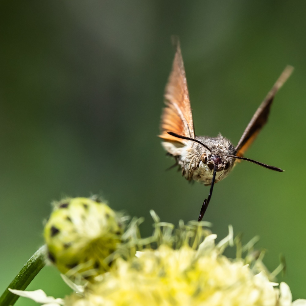 Taubenschwänzchen im Anflug, #2