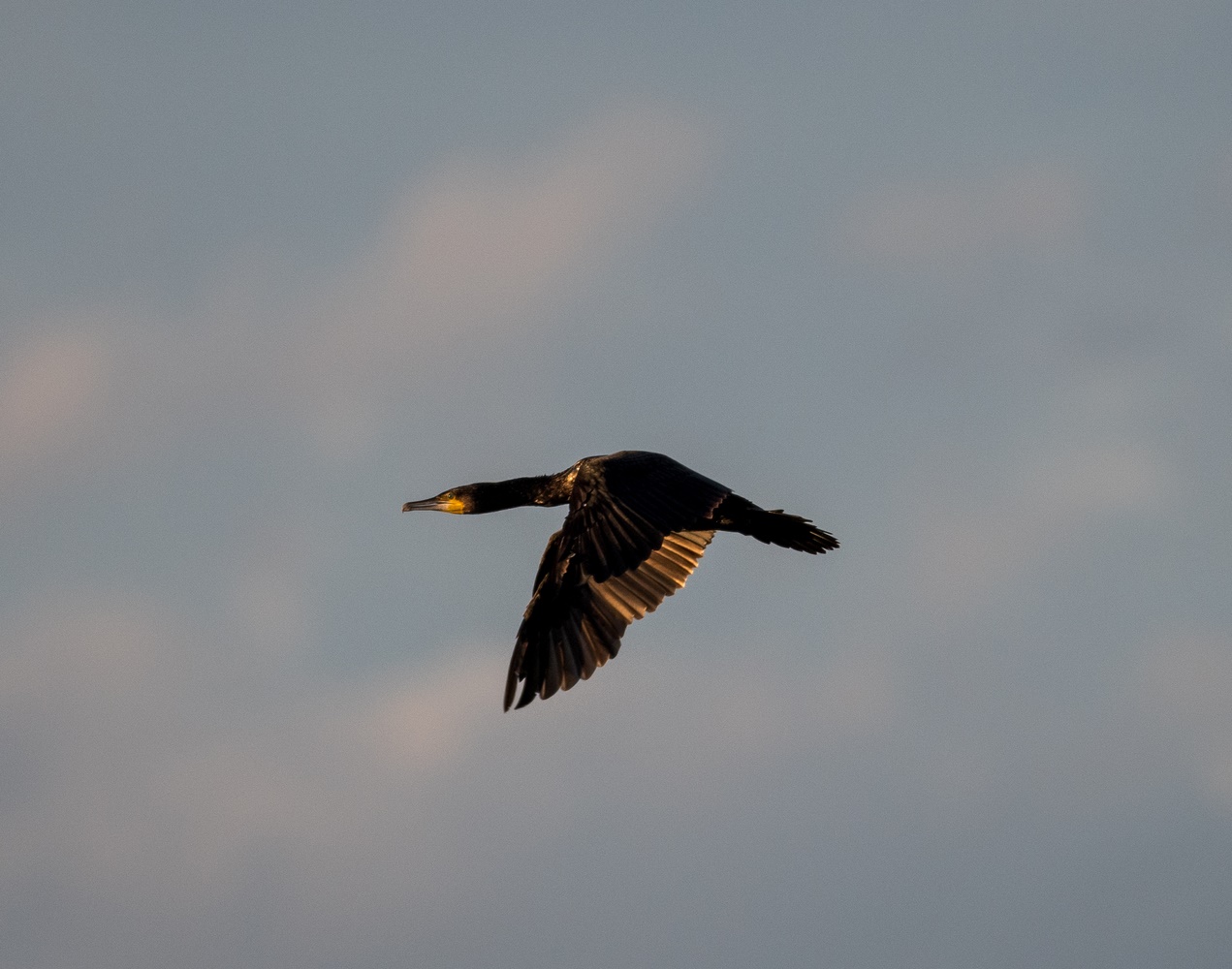 Kormoran in der Morgensonne