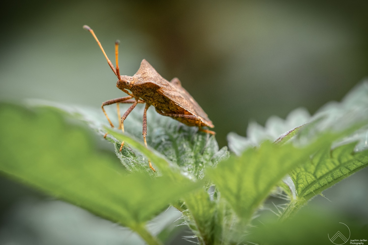 "Saumwanze (Coreus marginatus)