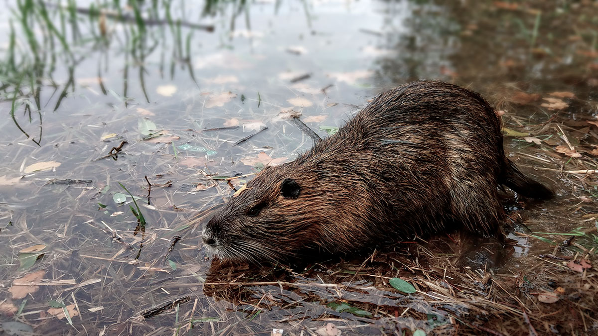 Nutria