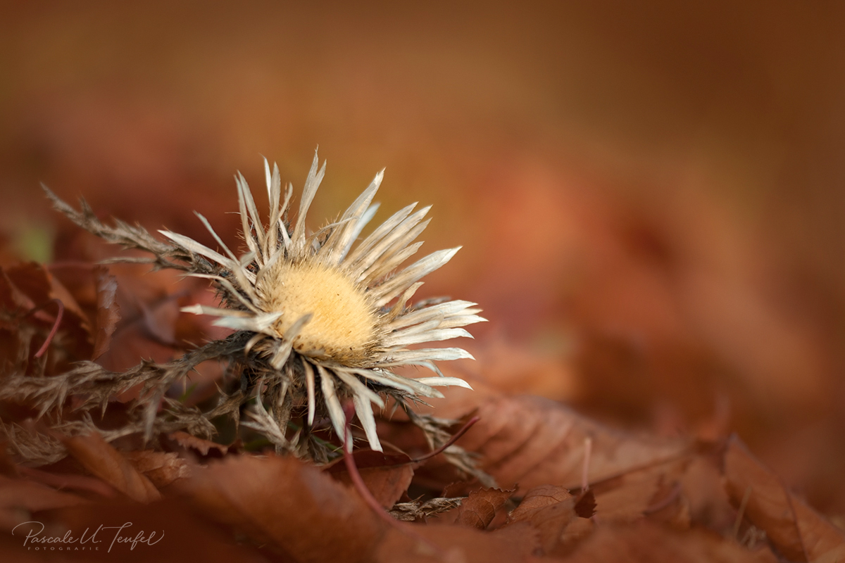 Silberdistel im Herbstgewand