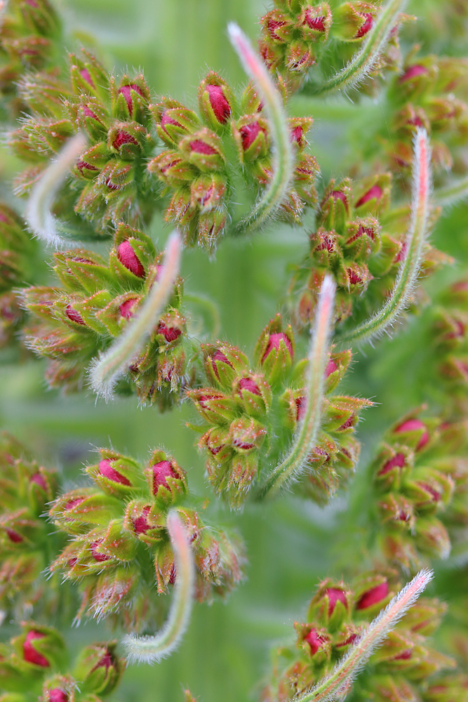 Wildprets Natternkopf