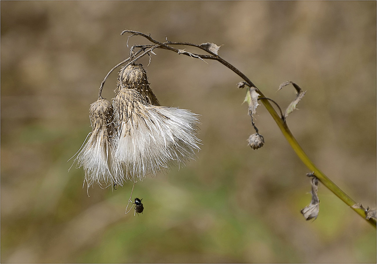 Kleines Herbstschicksal