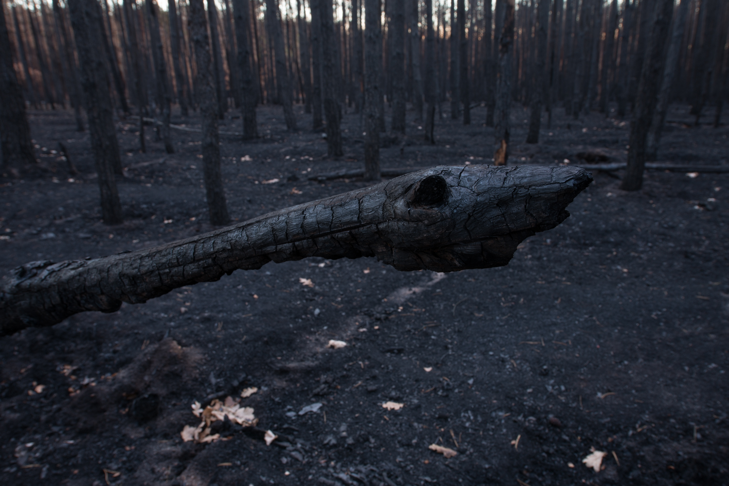 Der Waldbrand ...