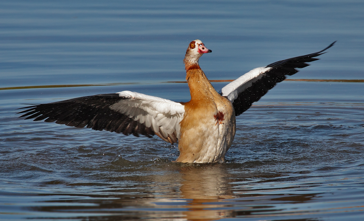 Nilgans -  Alopochen aegyptiacus