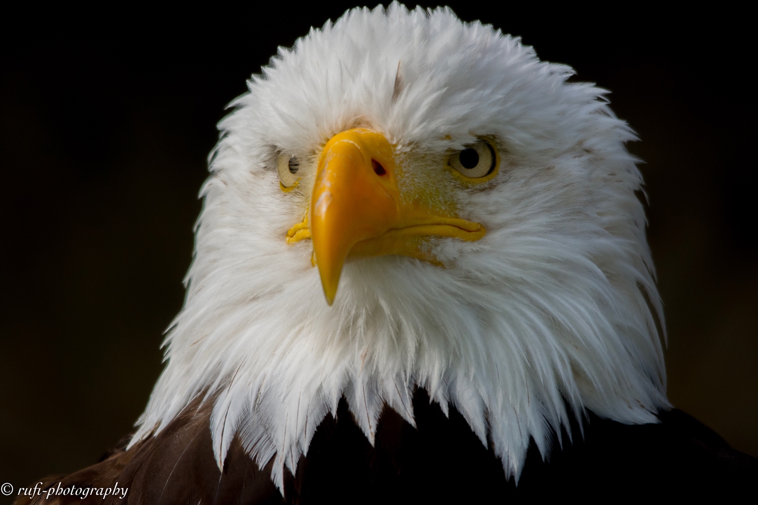 Weisskopfseeadler