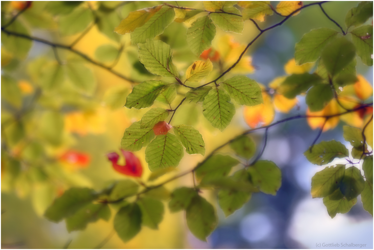 Herbstliches Blätterdach
