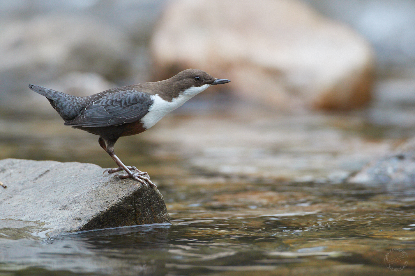 Wasseramsel