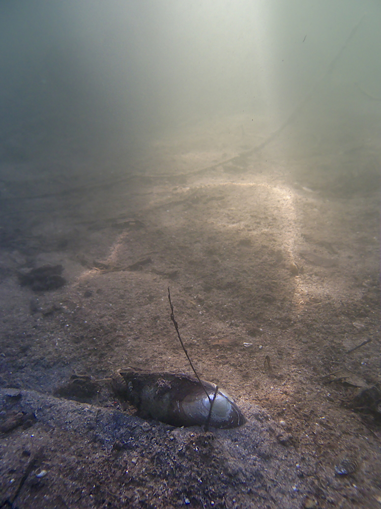 Teichmuschel vor Licht