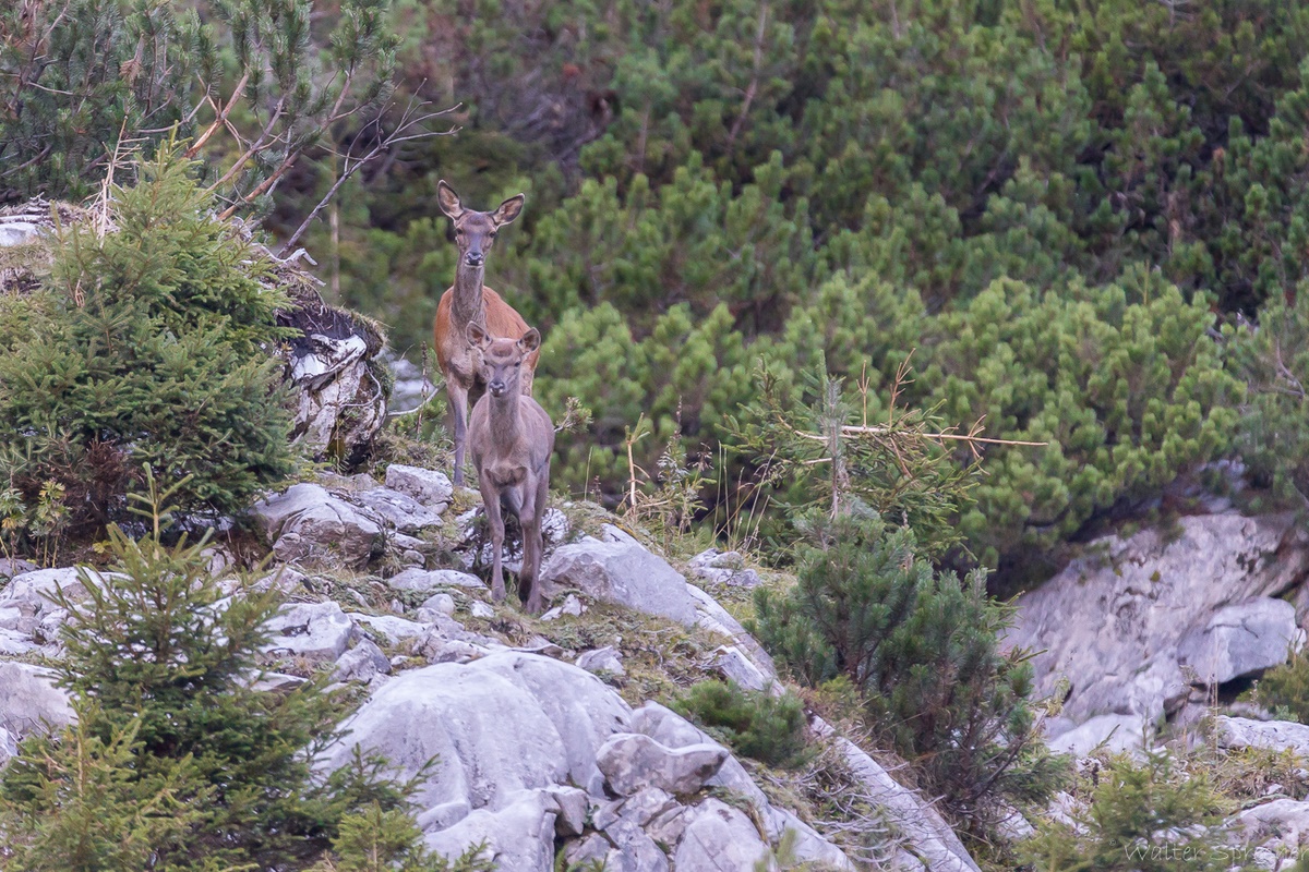 Hirschbrunft 2018