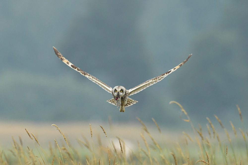 Sumpfohreule auf dem Weg zum Nachwuchs