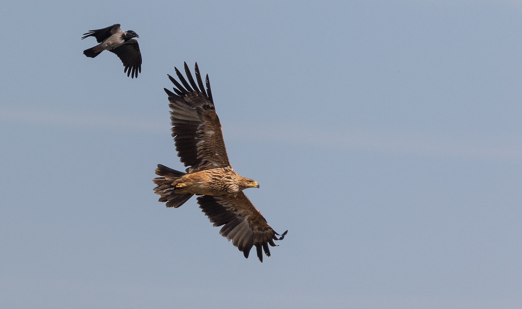 Aquila heliaca