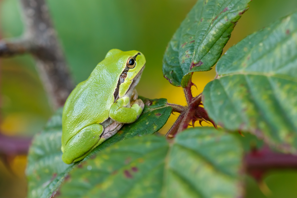 Laubfrosch im Herbst