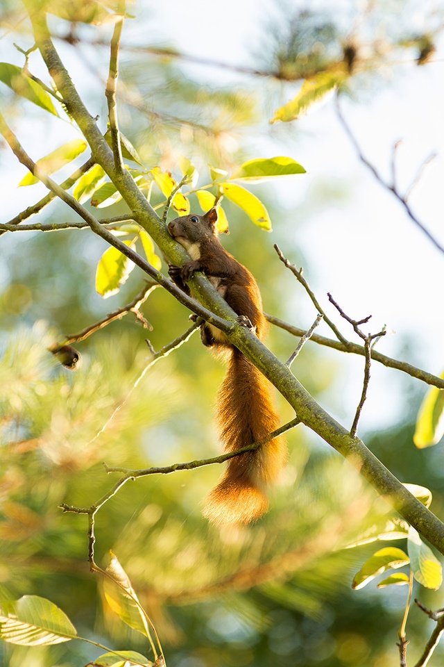 Eichhörnchen im Grünen